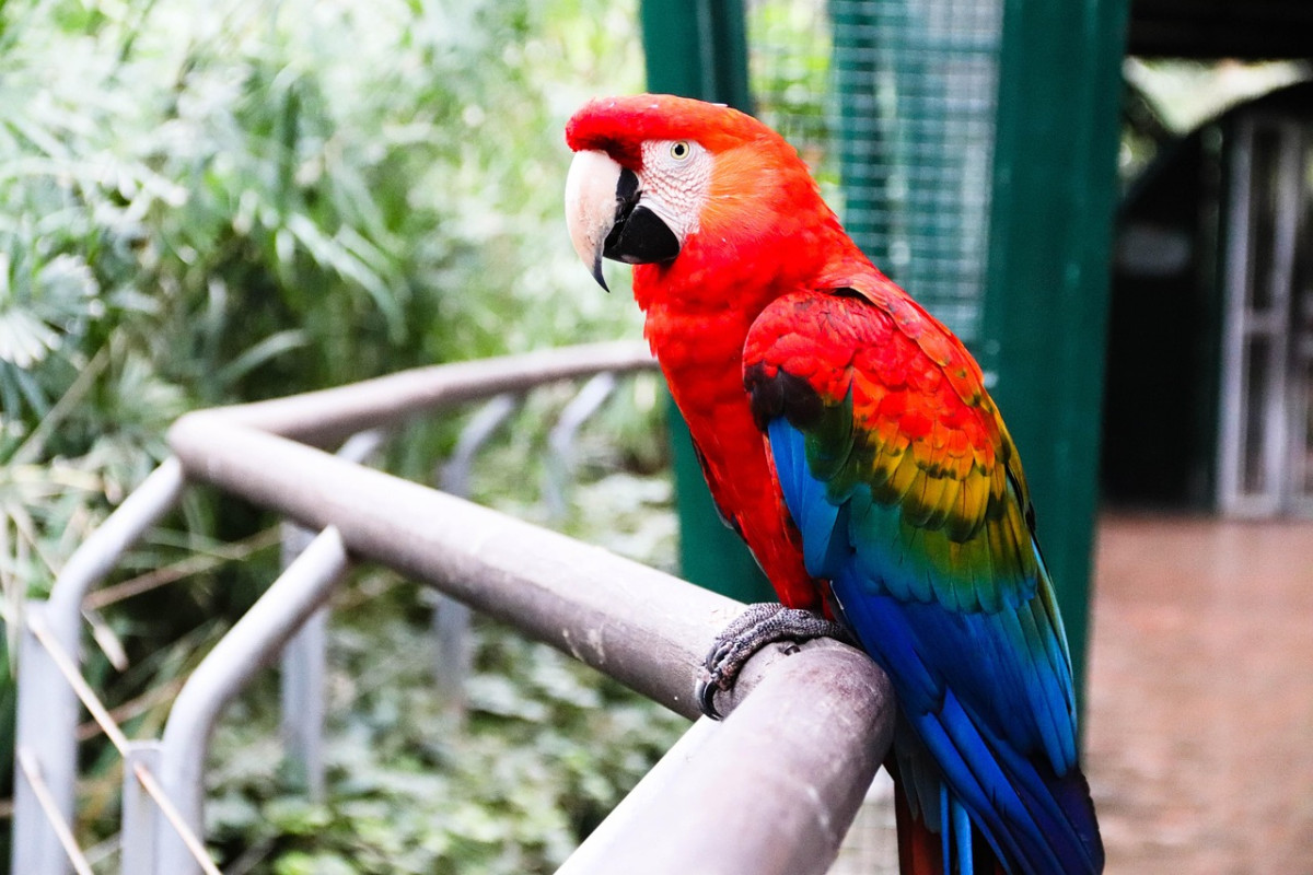 ara pappagallo ara macao parco zoo