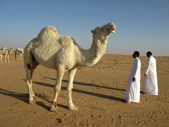 arabia saudita deserto