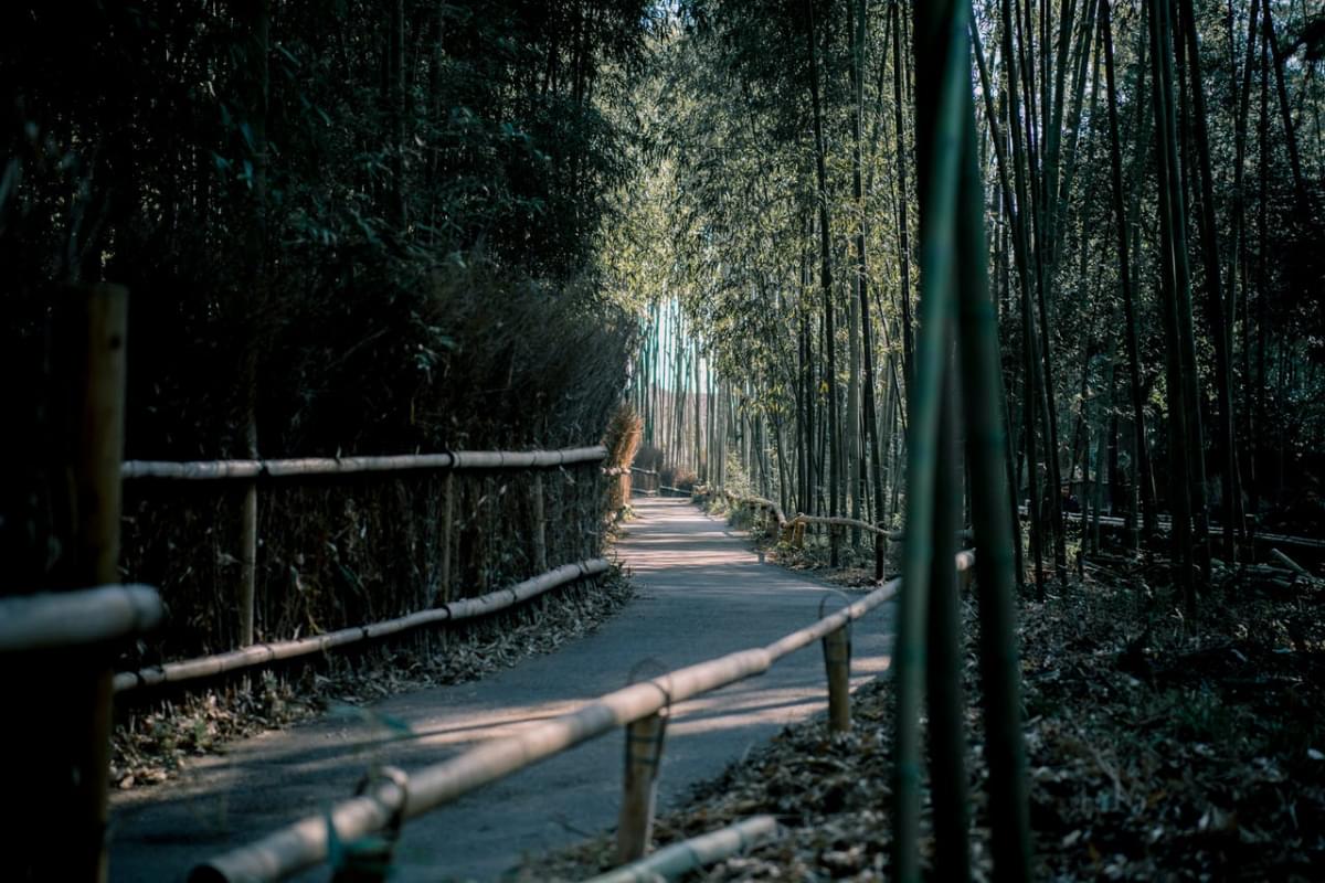 arashiyama bamboo forest kyoto