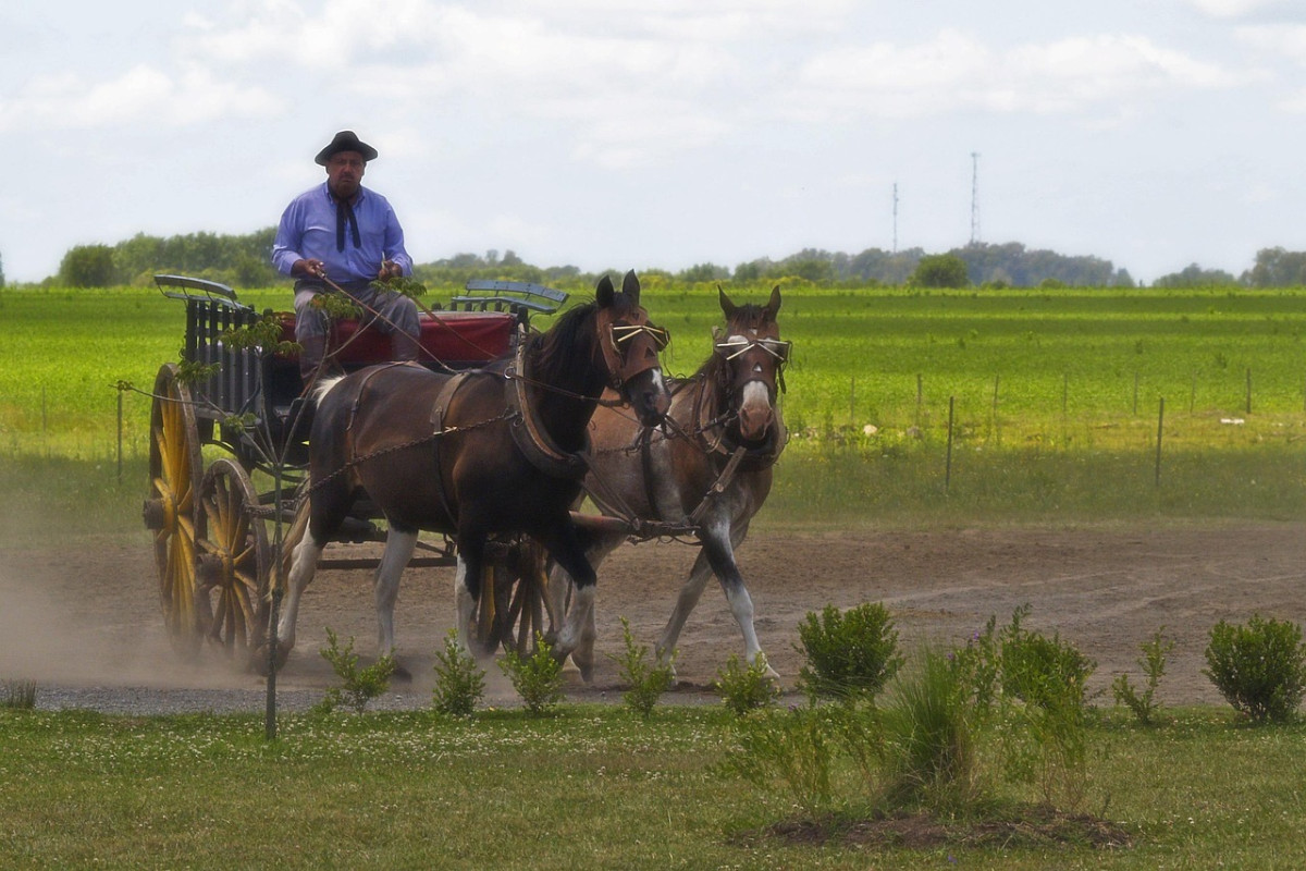 argentina gaucho cavalli