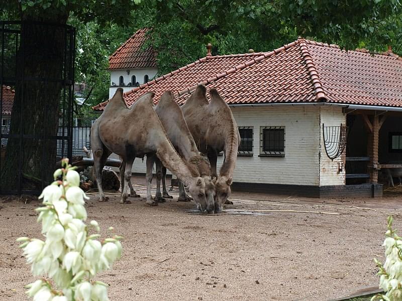 artis zoo amsterdam 7621144020