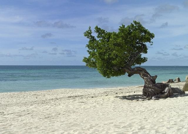 aruba fofoti alberi