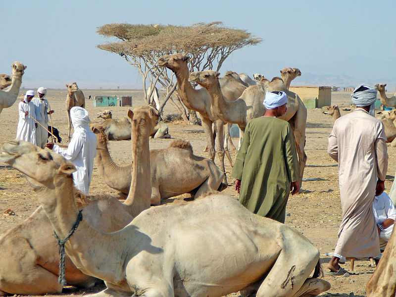 asch schalatin mercato cammelli marsa alam
