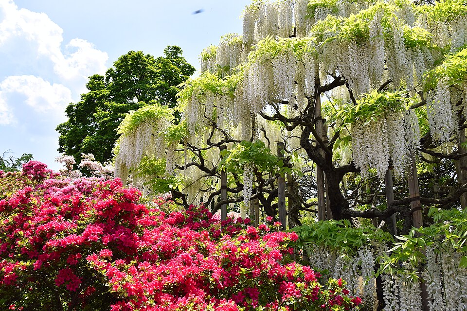 ashikaga flower park tochigi prefecture may 2019 19