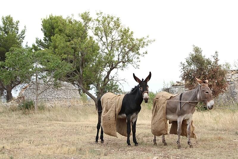 asini nel parco nazionale dell alta murgia