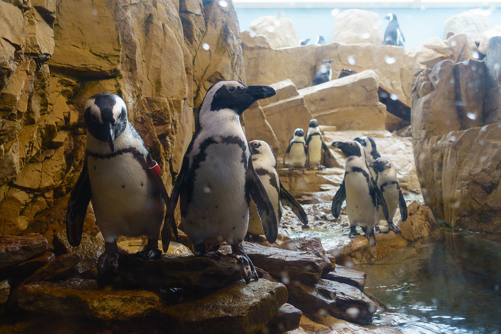 audubonaquariumoftheamericas neworleansapril2015 africanpenguins