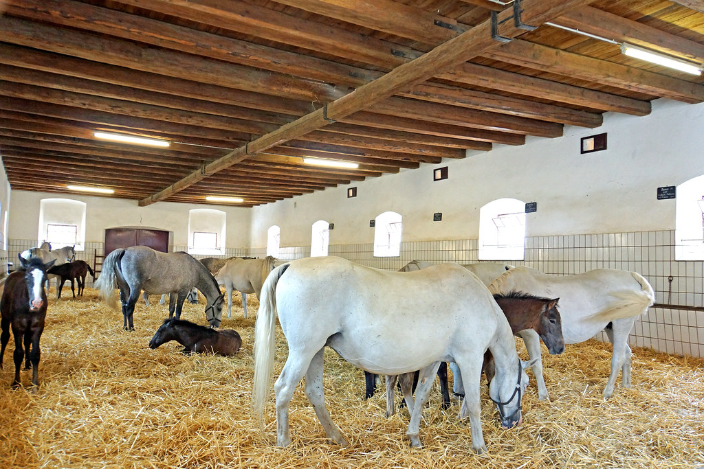 austria 01113 mares and foals