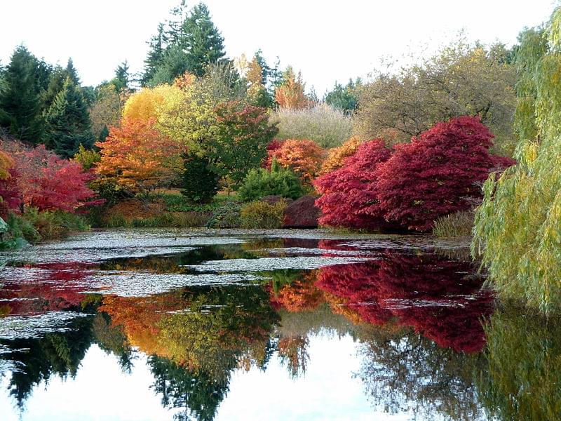 autumn colours at vandusen botanical garden 1