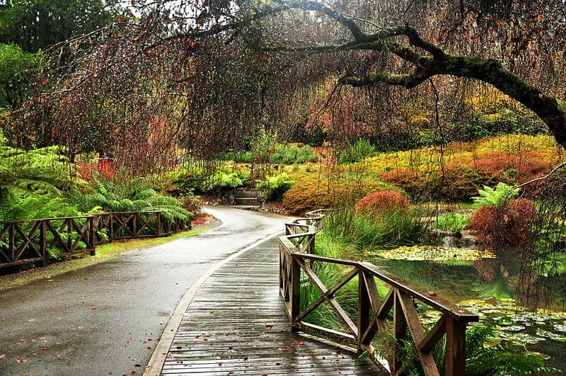 autumn in the dandenong ranges