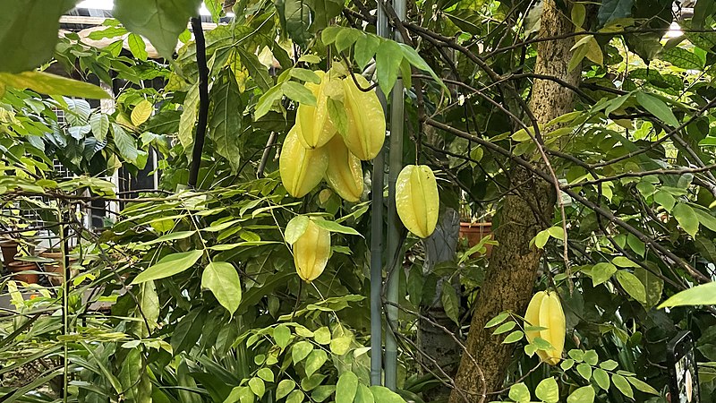 averrhoa carambola