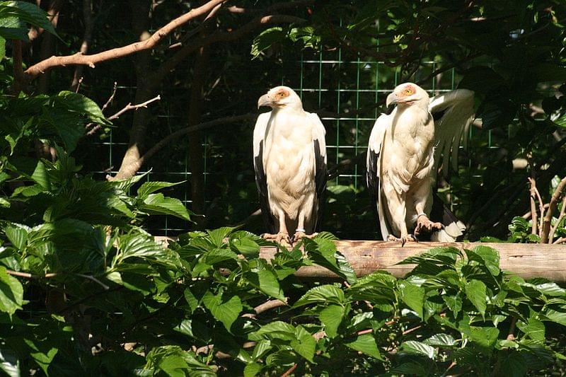 avvoltoio parco gallorose