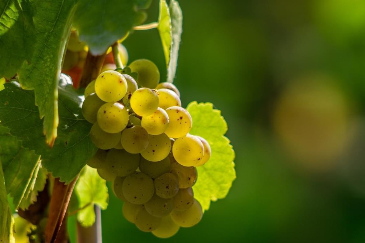 bacche di vino uva frutti di bosco