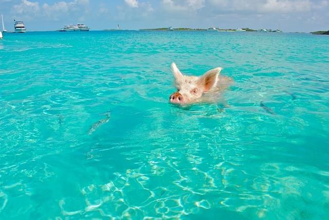 bahamas pig beach