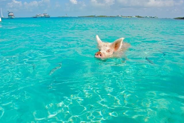 bahamas pig beach