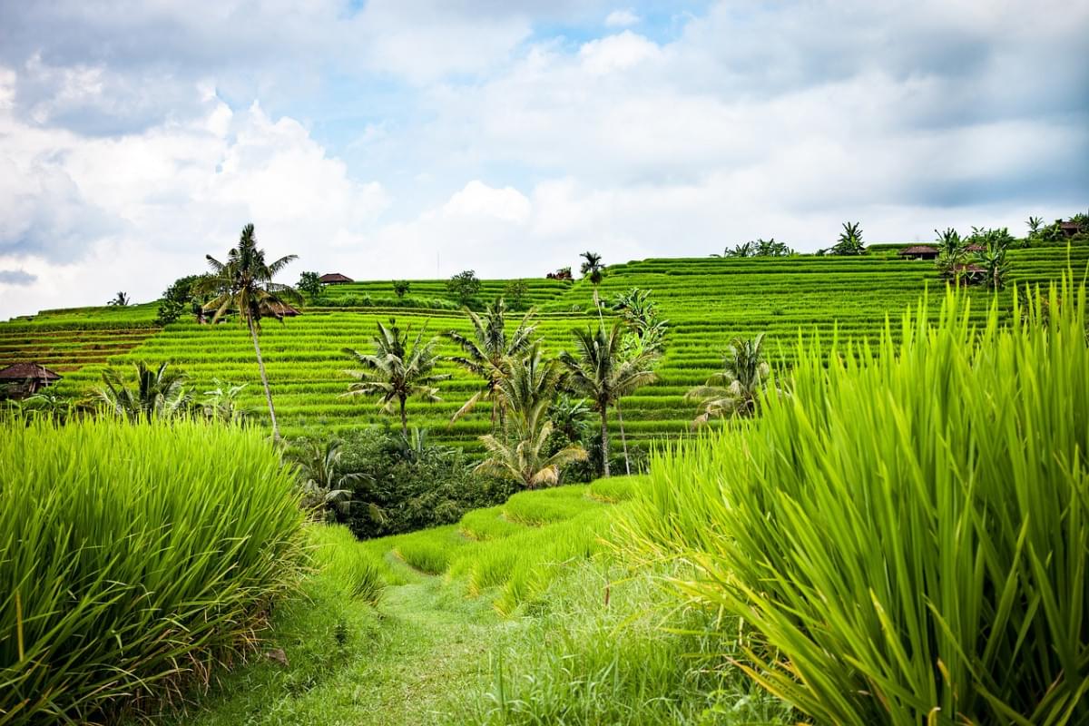 bali terrazze di riso paesaggio 1