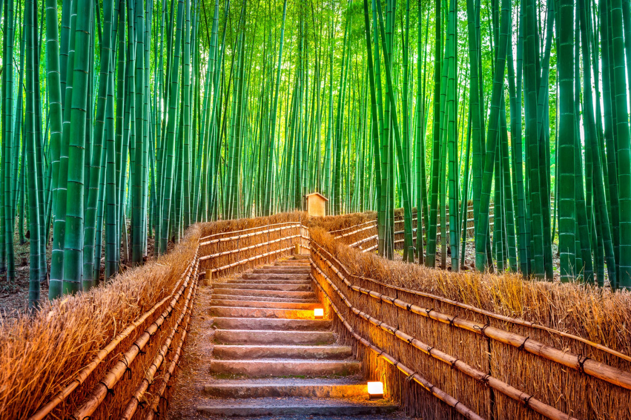 Bamboo Forest Kyoto Japan 1