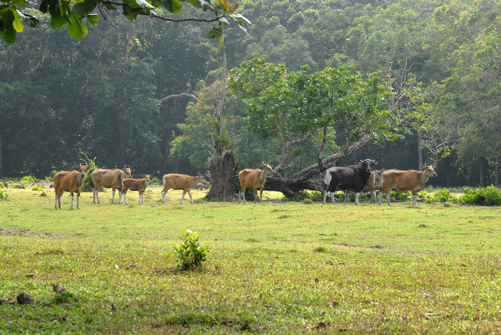 banteng ujung kulon national park