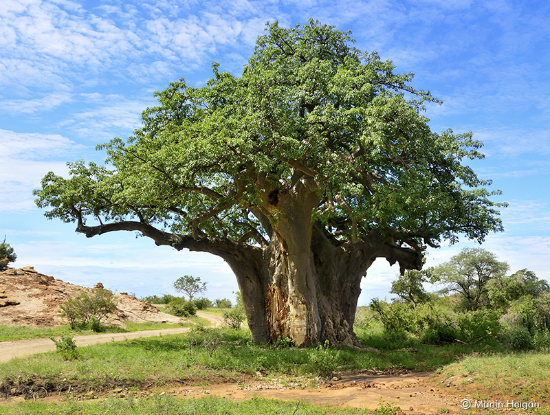 baobab tree adansonia digitata