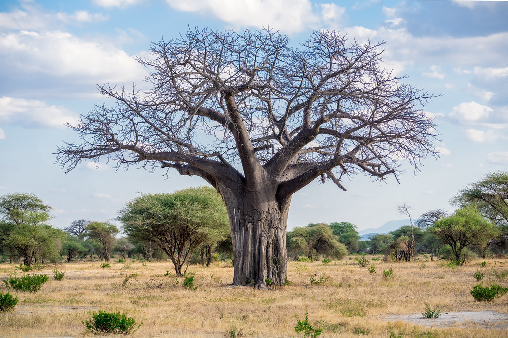 tarangire tanzania