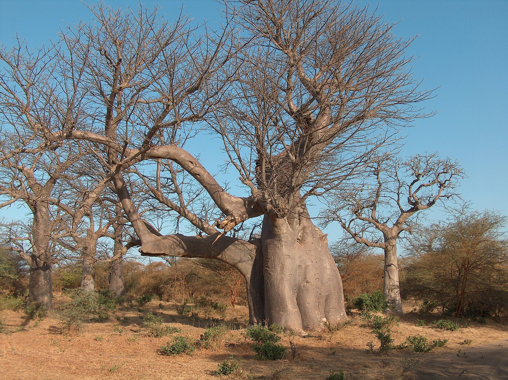 baobabelephantbandia