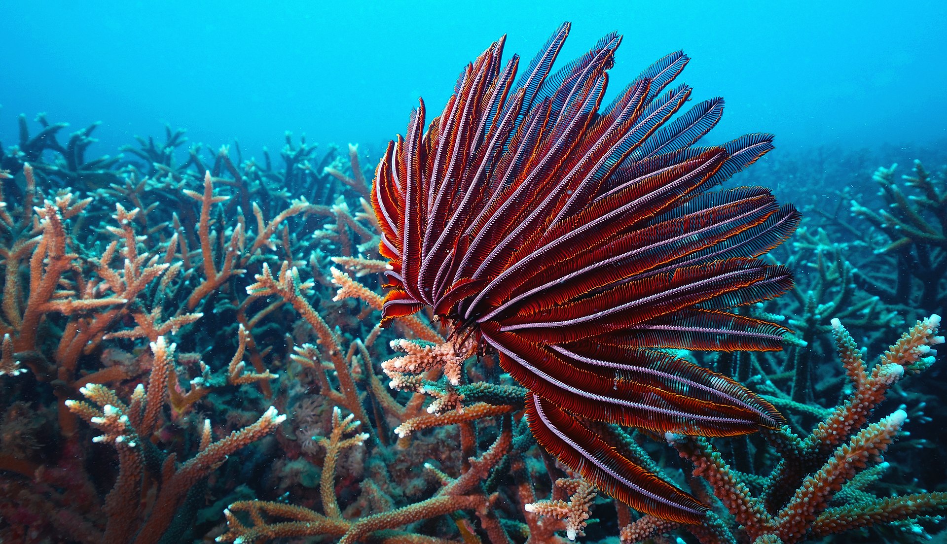 barrenislandfeatherstarandbranchingcoral