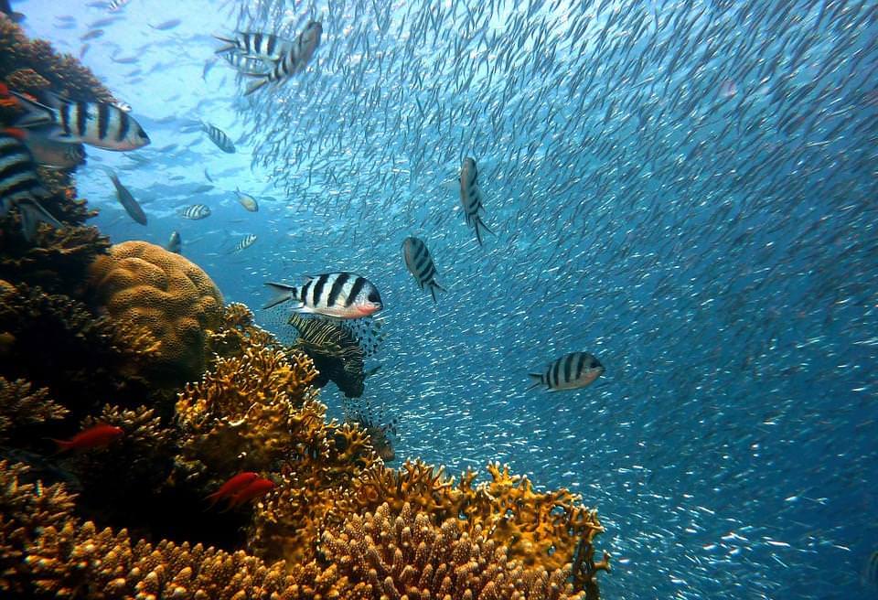 barriera corallina cap saint marie madagascar