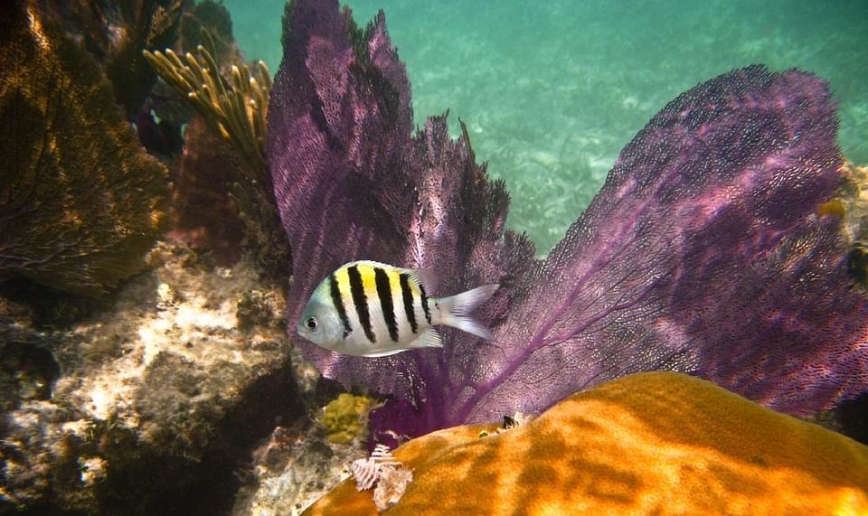 barriera corallina caraibi