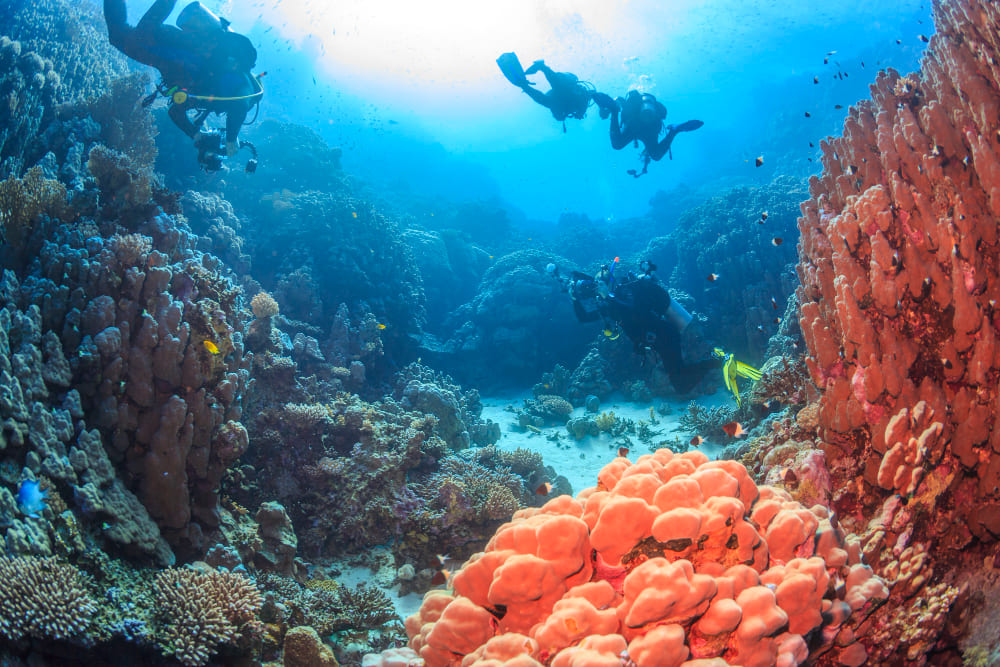 barriera corallina del mar rosso egitto