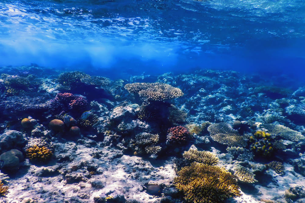 barriera corallina della nuova caledonia