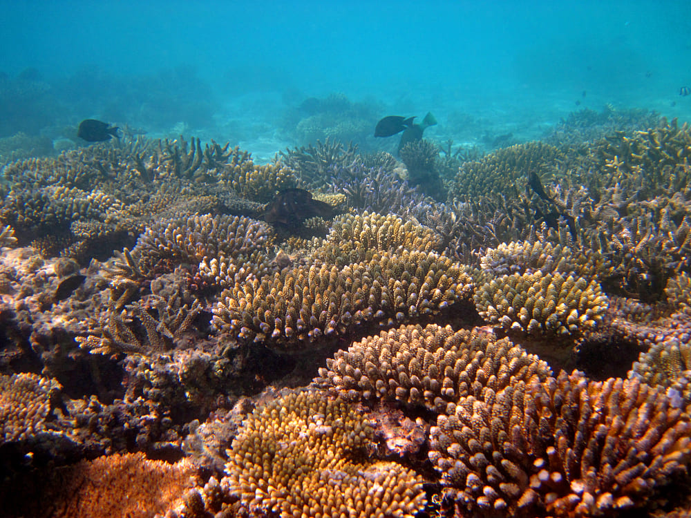 barriera corallina delle isole maldive