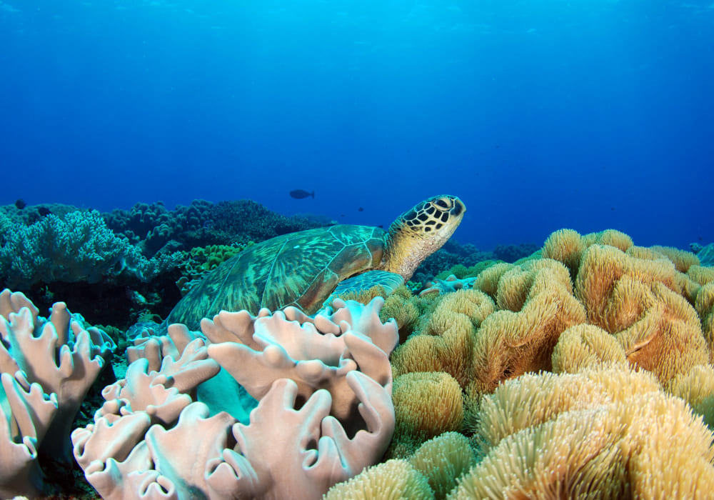 barriera corallina di apo filippine