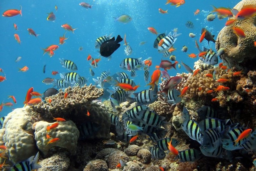barriera corallina isole andamane