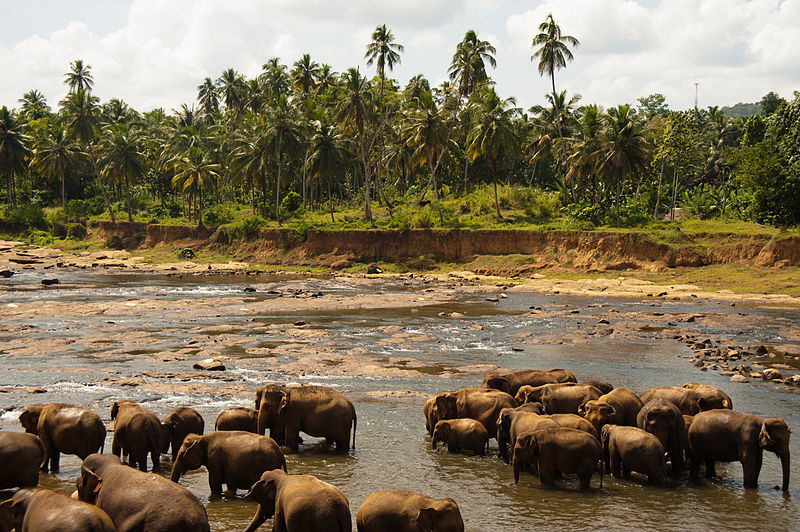 bathing elephants udawalawe national park sri lanka