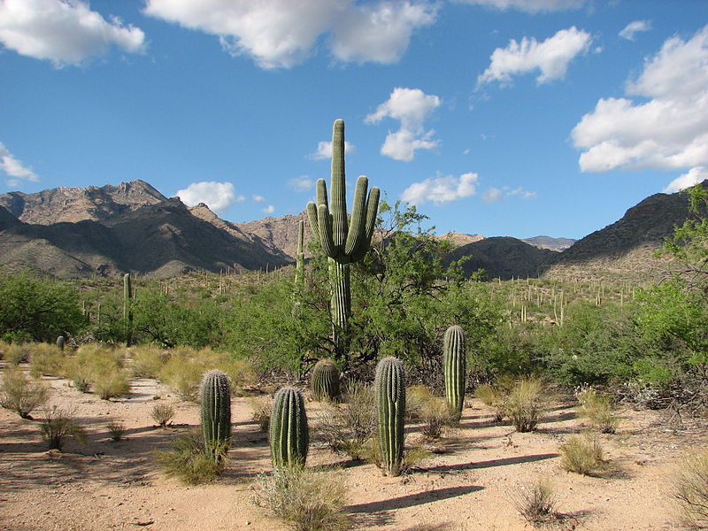 bear canyon trail at sabino canyon