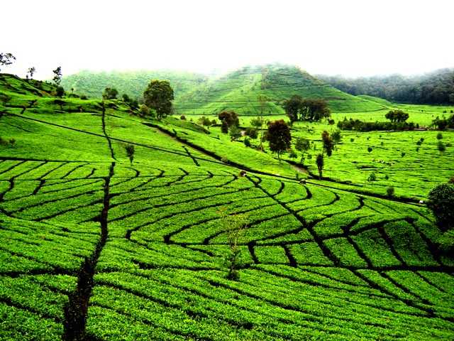 beautiful tea plantation in ciwidey bandung west java photographed by javatourism com