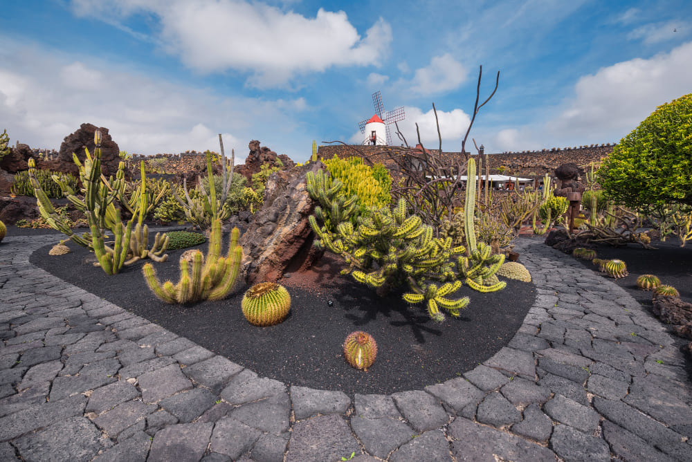 beautiful tropical cactus garden guatiza lanzarote canary islands spain