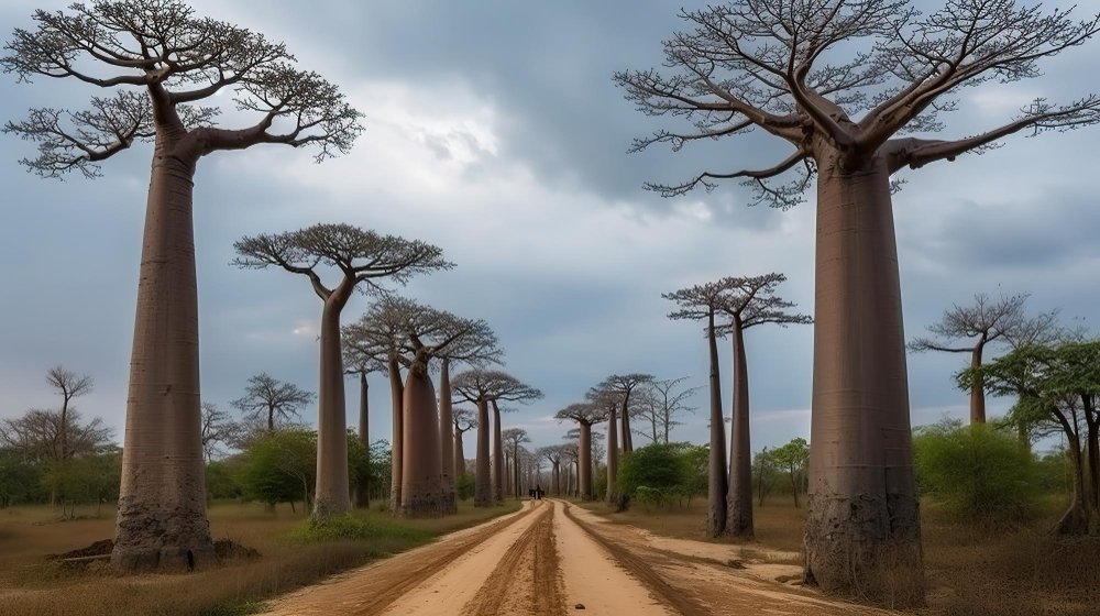 bellissimi alberi di baobab al tramonto presso il viale dei baobab in madagascar generative ai