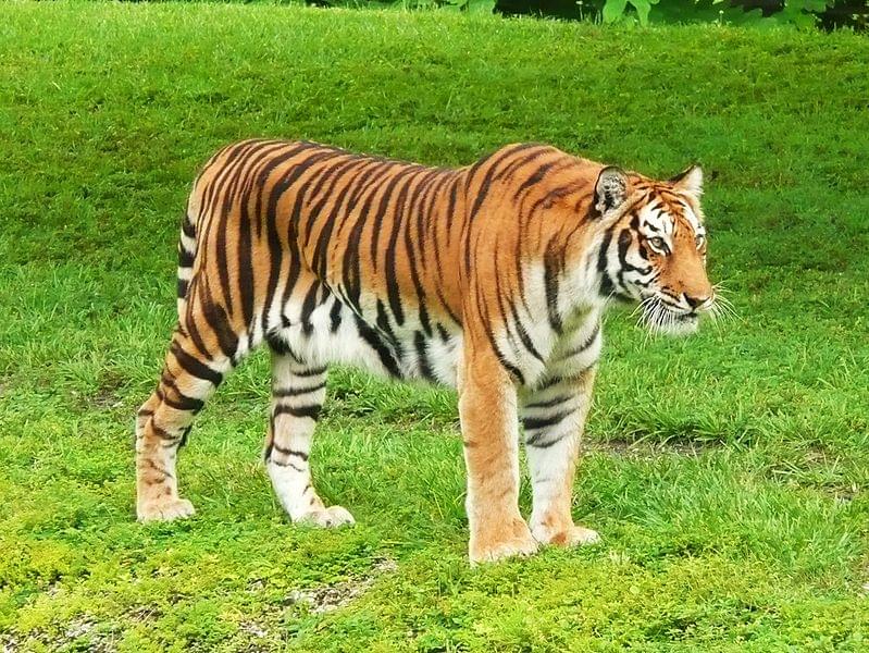 bengal tiger miami metrozoo 1