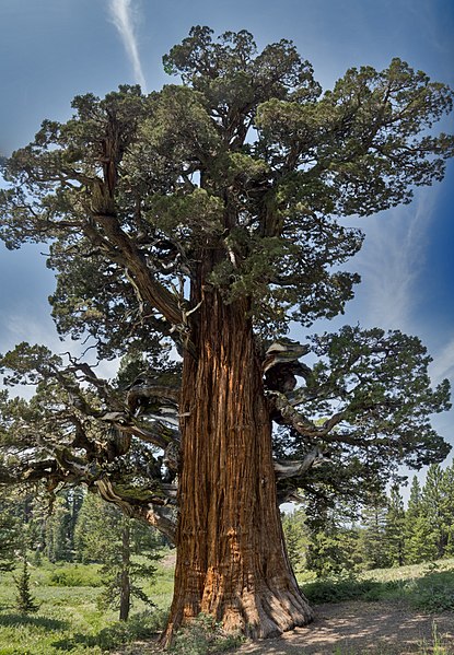 bennet juniper