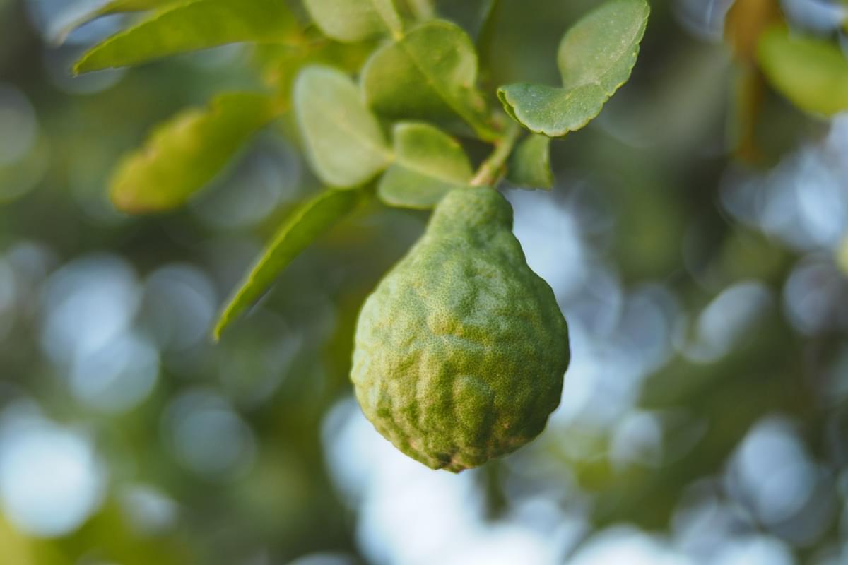 bergamotto verde natura frutta 1