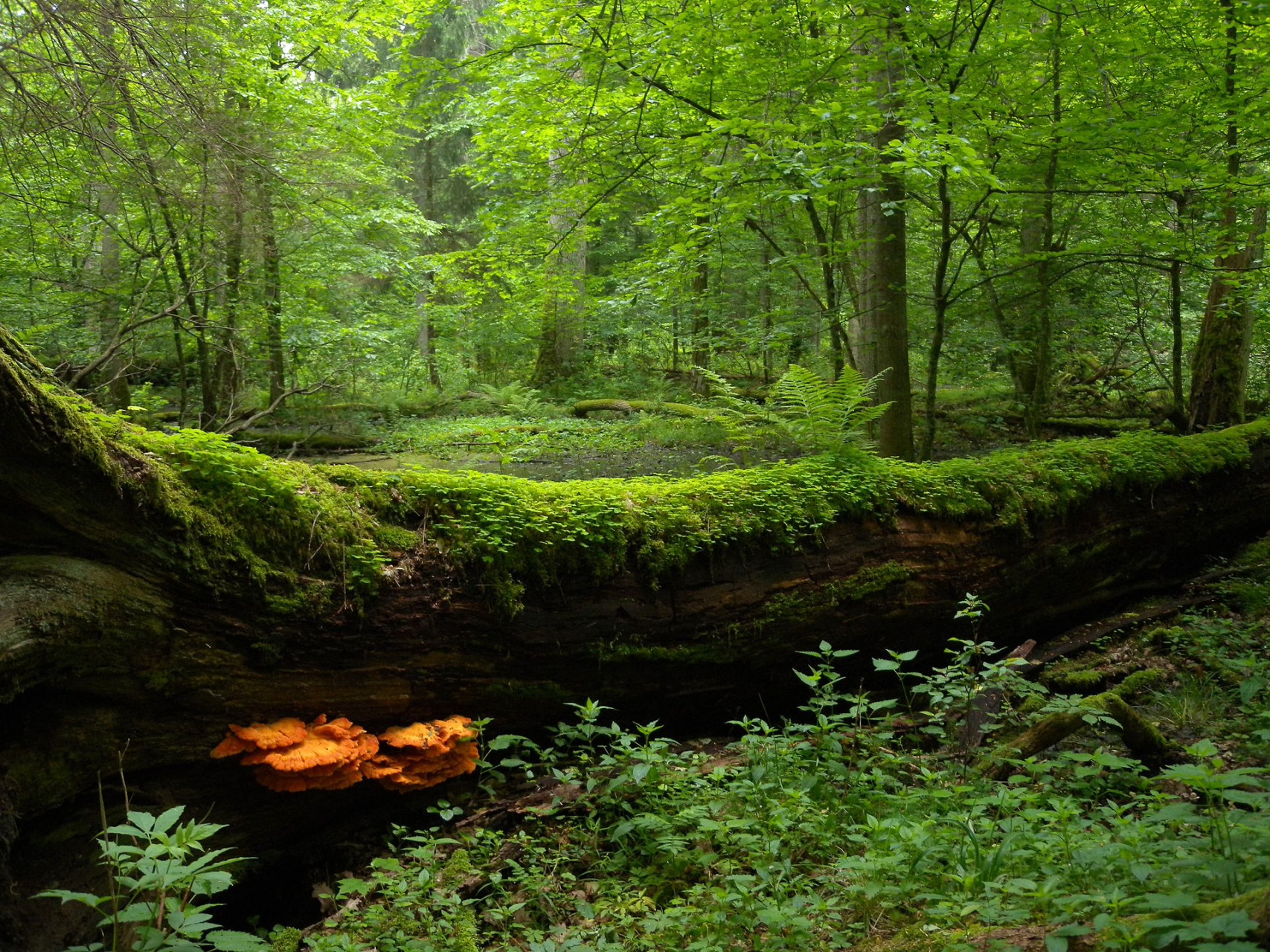 białowieża national park poland 4664493618