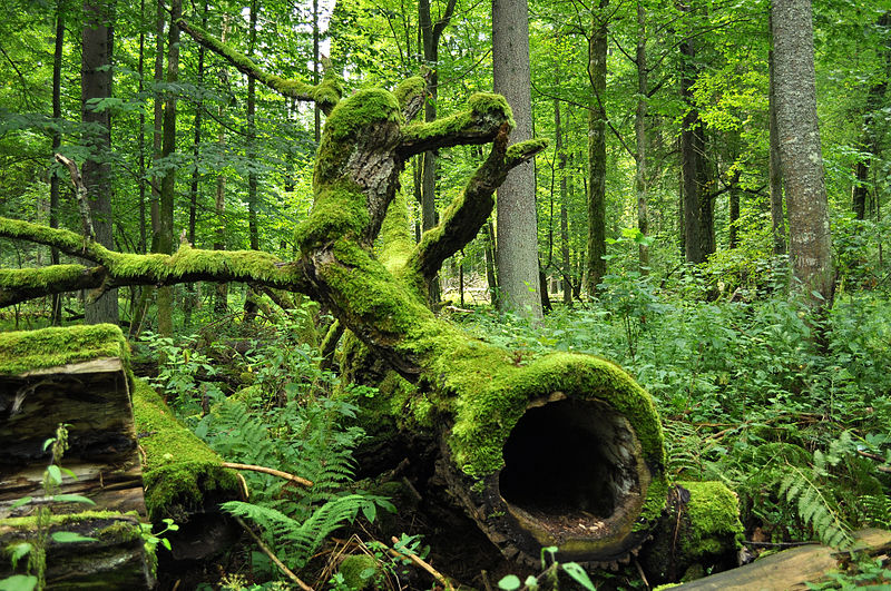 Foresta di Białowieża, Polonia - Bielorussia