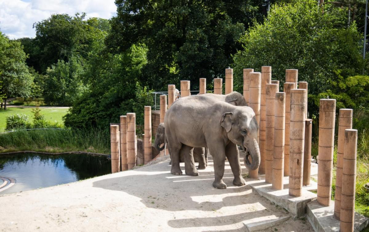 big elephant copenhagen zoo summer sunny day