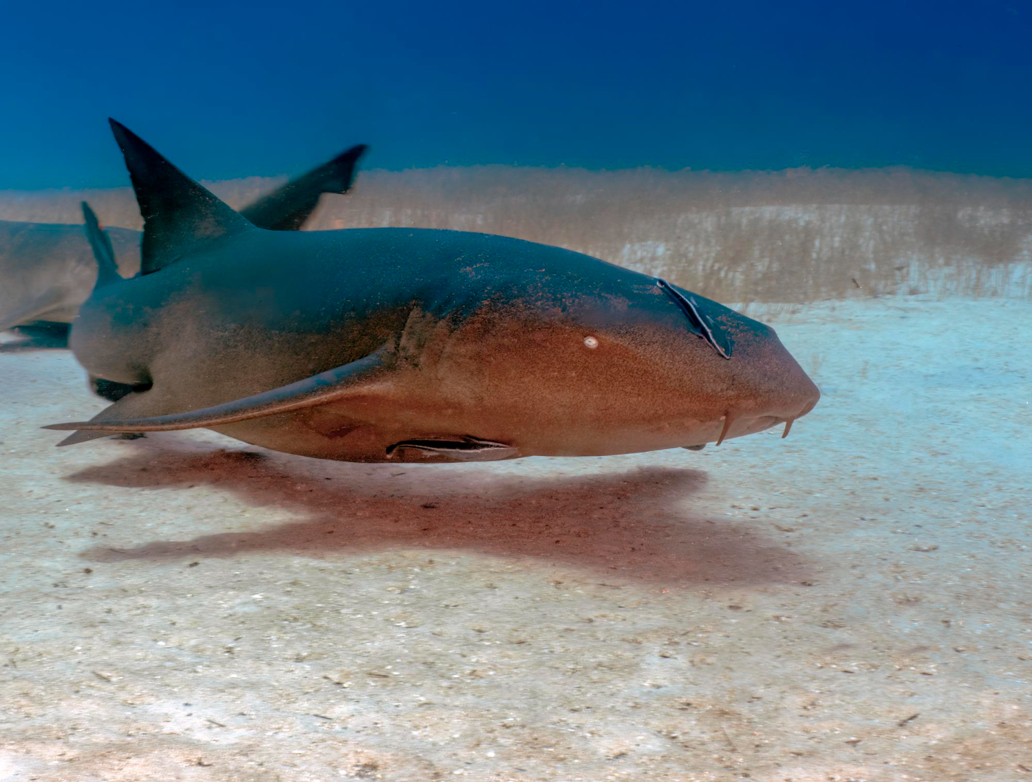 bimini biological field station foundation
