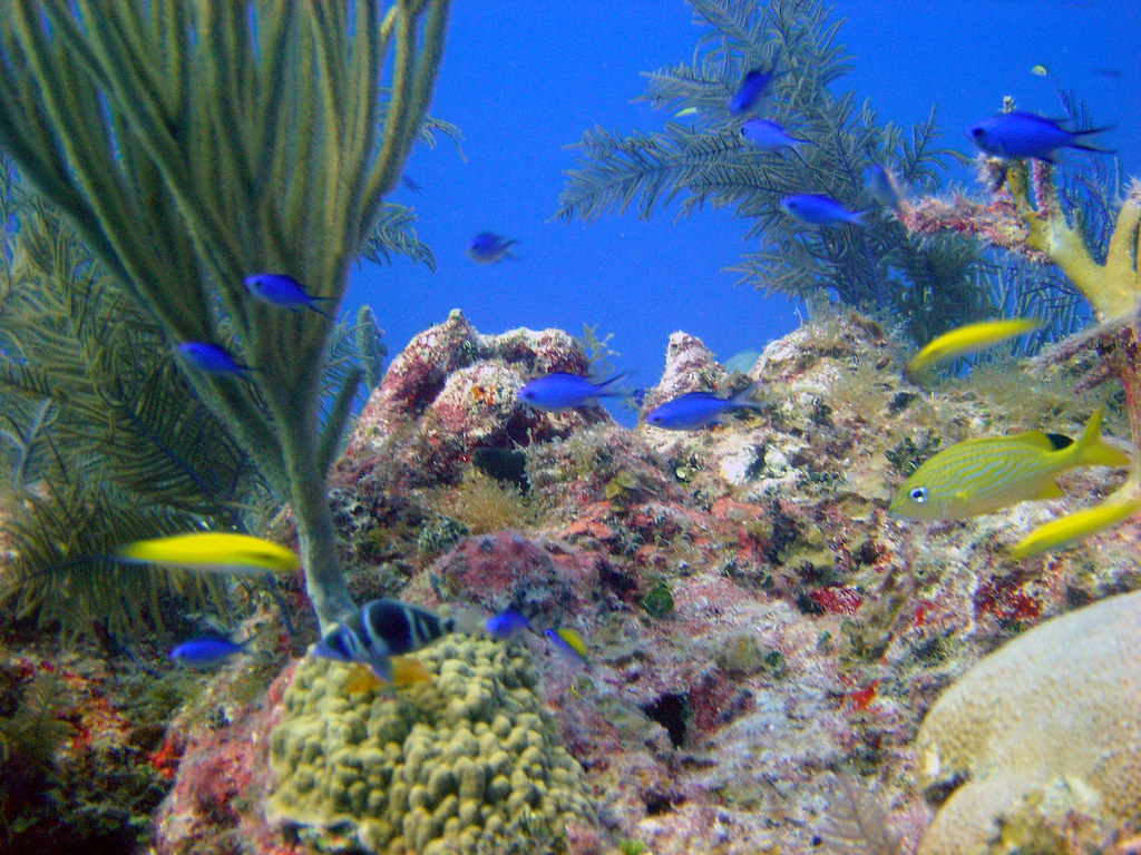 bimini coral