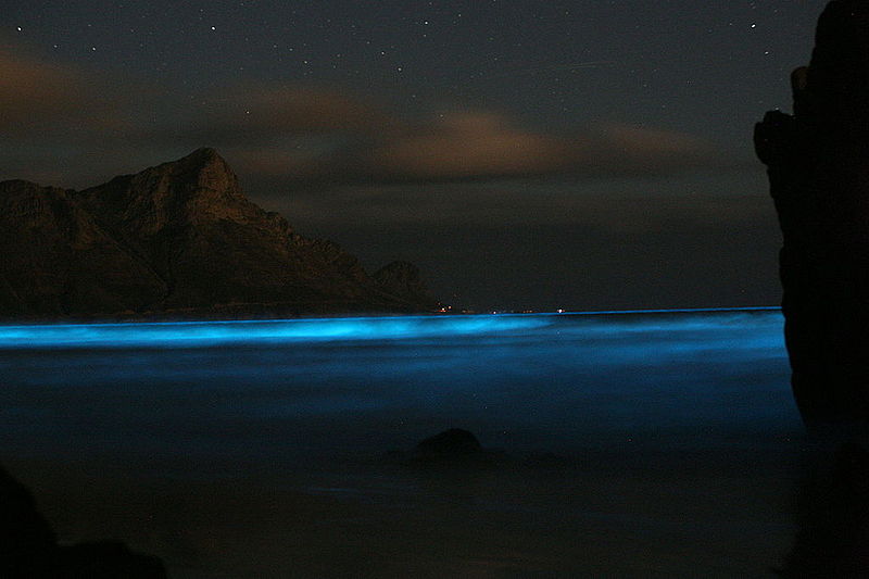 Bioluminescenza