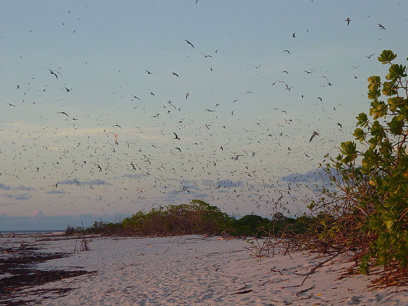 bird island birds