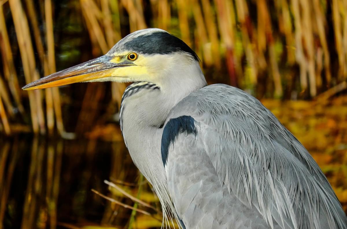 bird watching in umbria