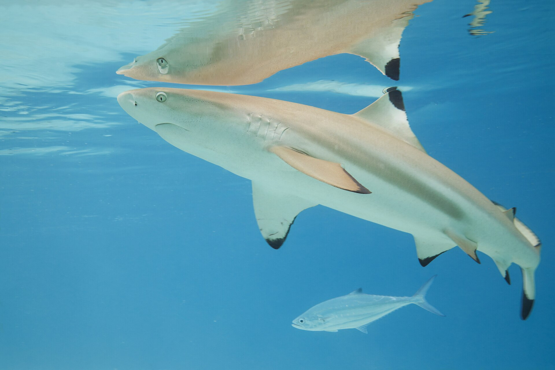 blacktip reef shark carcharhinus melanopterus moorea 5