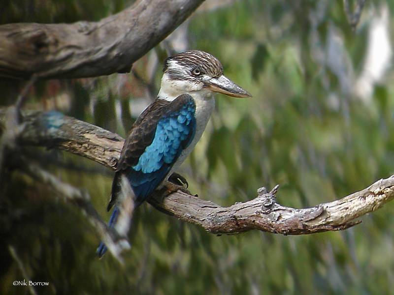 blue winged kookaburra dacelo leachii intermedia